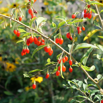 R2123 GOJI BERRIES mrazuvzdorné šarlatové zdravé plody trnka