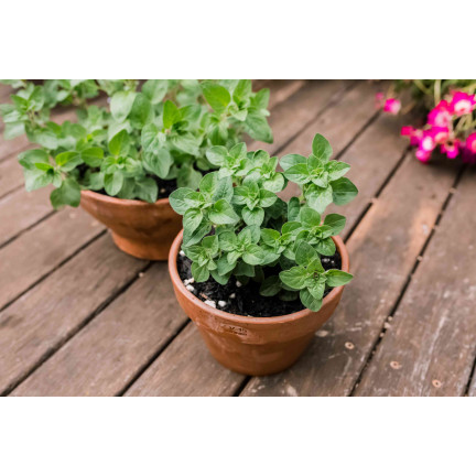 Z3026 OREGANO OREGANO TRVALKA SEMENA AROMATICKÁ TRVALKA DO KAŽDÉ KUCHYNĚ 0,5G