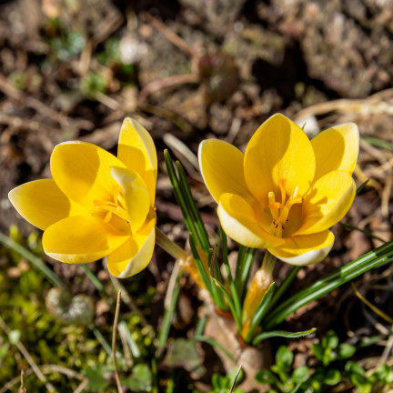 Krokus Romance Chrysanthus, cibulky květin, cibulky krokusů, velikost 5/7, 50 ks.