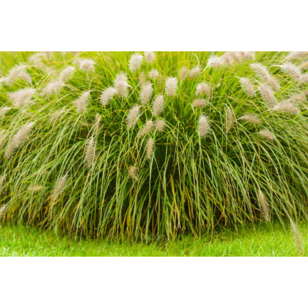 SUM27 – hnojivo pro okrasné trávy, balení 1 kg hnojiva, granule složeného hnojiva