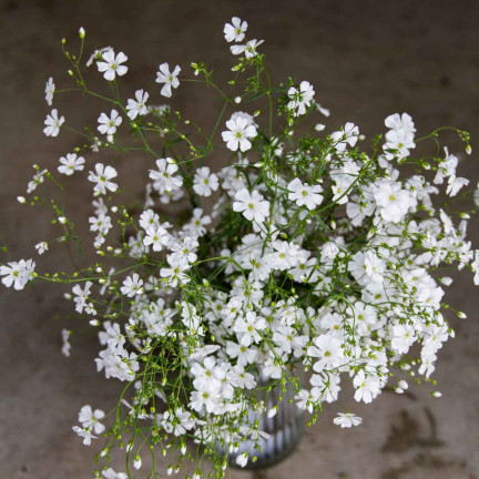 R4584 GYPSOPHILA BÍLÁ 1G SEMENA GYPSOPHILA KVĚTINY PRO ZÁHONY SKALKY
