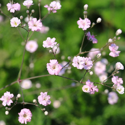 R4591 RAFINOVANÁ RŮŽOVÁ GYPSOPHILA 1G KVĚT SEMENE ROČNÍK