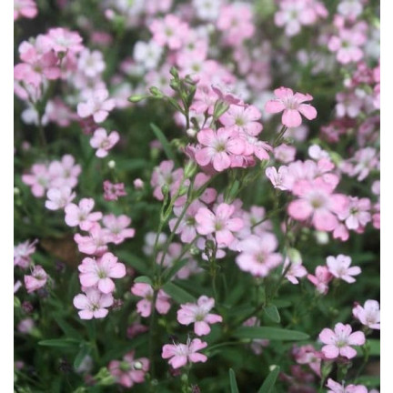 R4591 RAFINOVANÁ RŮŽOVÁ GYPSOPHILA 1G KVĚT SEMENE ROČNÍK