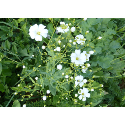 R4584 GYPSOPHILA BÍLÁ 1G SEMENA GYPSOPHILA KVĚTINY PRO ZÁHONY SKALKY