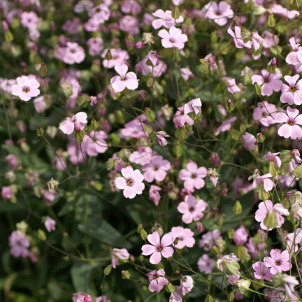 R4591 RAFINOVANÁ RŮŽOVÁ GYPSOPHILA 1G KVĚT SEMENE ROČNÍK