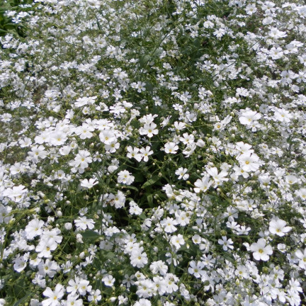 R4584 GYPSOPHILA BÍLÁ 1G SEMENA GYPSOPHILA KVĚTINY PRO ZÁHONY SKALKY