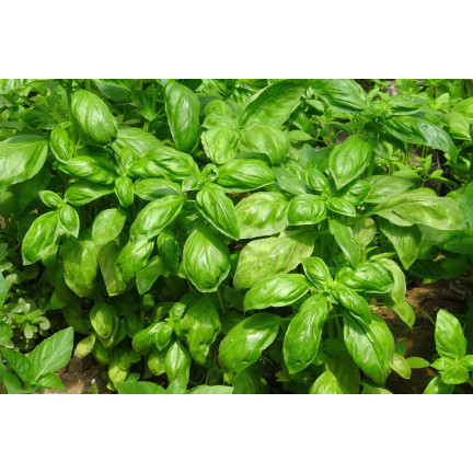 Z3001 BASALKA SPRÁVNÁ BASALKA SEMÍNKA BYLINY KOŘENÍ ZELENÉ AROMATICKÉ 1G