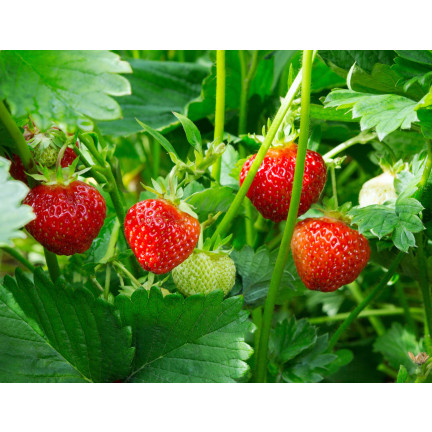Organické hnojivo pro jahody a maliny, přírodní, BIO, granulát, Biovita, 3 kg