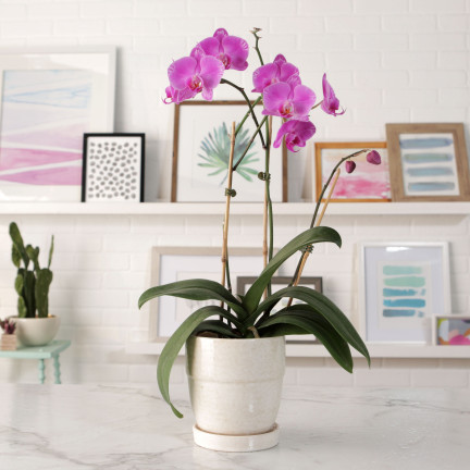 BIO8 přírodní substrát pro orchideje, 3 l, Biovita