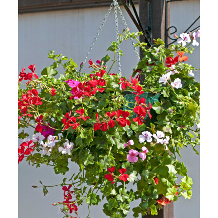 Závěsná pelargonie Speedy Mix, hybridy Pelargonium peltatum F2, semena (10 ks)