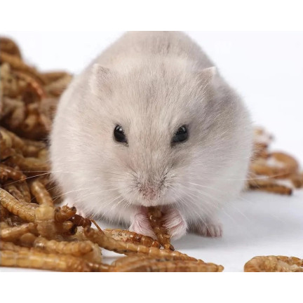 Sušené larvy moučky pro ptáky, krmivo s vysokým obsahem bílkovin, 125 g