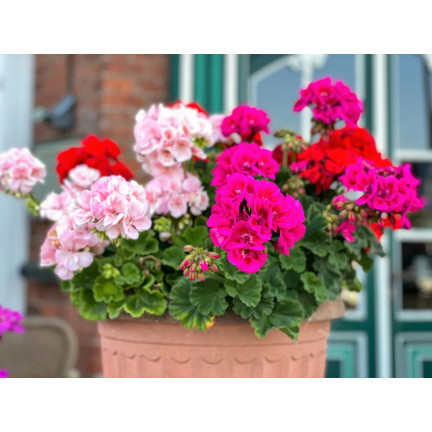 Směs záhonových pelargonií, pelargonium zonale, směs semen pelargonií