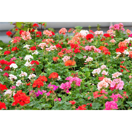 Směs záhonových pelargonií, pelargonium zonale, směs semen pelargonií