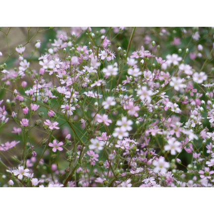 R4591 RAFINOVANÁ RŮŽOVÁ GYPSOPHILA 1G KVĚT SEMENE ROČNÍK