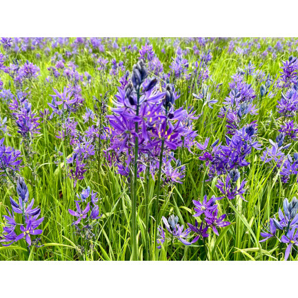Kamasja, Camassia esculenta (quamash), cibulky, velikost 5/6, 50 ks.