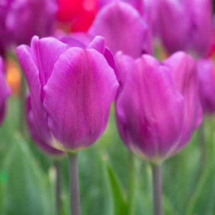 Tulipán „Purple Flag“, cibulky tulipánů, cibulky květin, velikost 9/10, 50 ks.