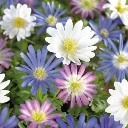 Anemone Blanda Mixed, cibulky anemonů, velikost 4/5, 50 ks.