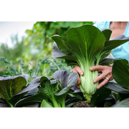 W3779 ČÍNSKÉ ZELÍ PAK CHOI 1G SEMENA ČÍNSKÉHO ZELÍ TORAF