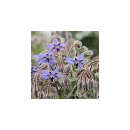 Z3025 BRUTNÁK LÉKAŘSKÝ ROČNÍ OKURKOVÁ PŘÍCHUŤ VIT C MANGAN BORAGO OFFICINALIS 2G