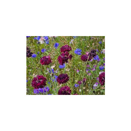 R2068 BABER FLOWER MIX Semena, jedlé květy COLOURFUL MISSILE
