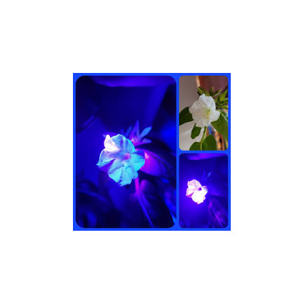 R2093 RIDDLER 2G semínkové květy TORAF pestrobarevné záhony fluorescenční barva