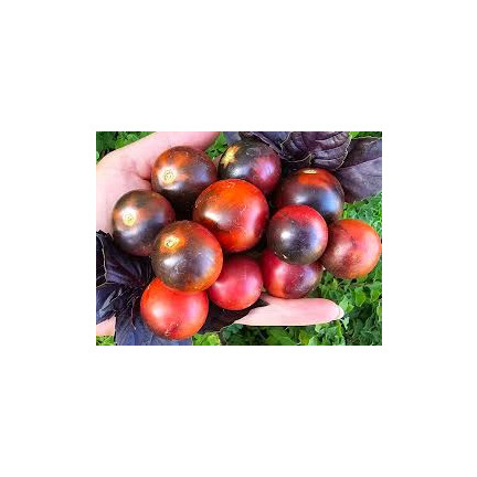 SUM78 – rozpustné hnojivo pro rajčata a papriky, 250 g – síla hojnosti, bohatá úroda