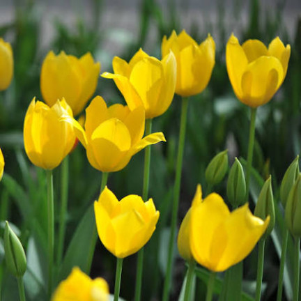 Tulipán Muscadet, cibulky tulipánů, cibulky květin, velikost 10/11, 50 ks.