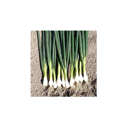 W1022 sedmiletá cibule bajkalská, chutná a aromatická pažitka (Allium fistulosum L.), 3 g