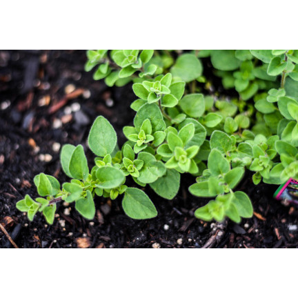 Z3026 OREGANO OREGANO TRVALKA SEMENA AROMATICKÁ TRVALKA DO KAŽDÉ KUCHYNĚ 0,5G