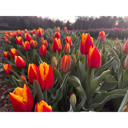 Tulipán Dow Jones, cibulky tulipánů, cibulky květin, velikost 9/10, 50 ks. 