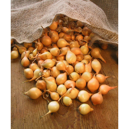 Jarní cibule z Wolska, velikost 8–15, 250 g cibulek