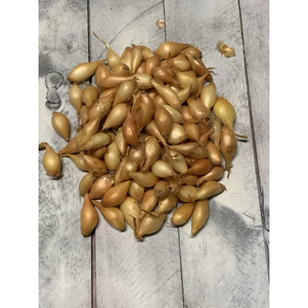 Jarní cibule z Wolska, velikost 8–15, 250 g cibulek