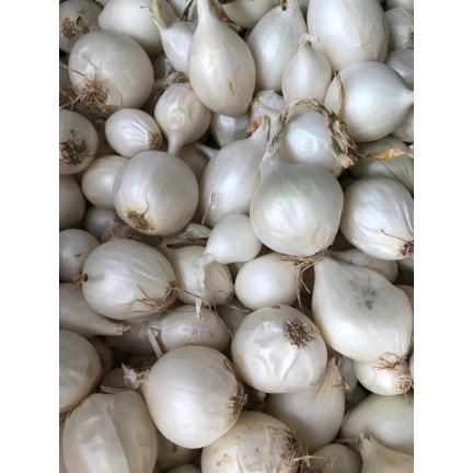 Bílá cibule White Globe, velikost 5–21 mm, 250 kg