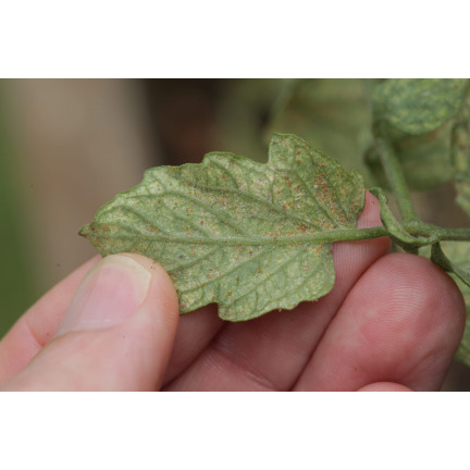 SUM52 Floramite 240 SC 10 ml postřik, přípravek proti roztočům, roztoč