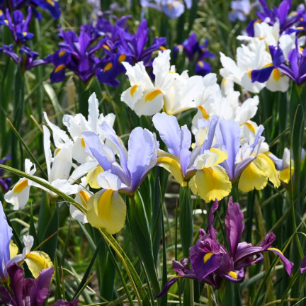 Holandský kosatec, iris hollandica, kosatec, cibulky květin, velikost 6/7, 50 ks.