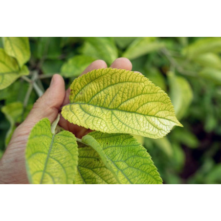 SUM40 help plant železo (Fe) 20 ml, listové hnojivo, předchází fyziologickým poruchám a zpomalení růstu