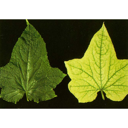 SUM40 help plant železo (Fe) 20 ml, listové hnojivo, předchází fyziologickým poruchám a zpomalení růstu