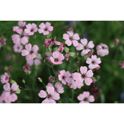 R4591 RAFINOVANÁ RŮŽOVÁ GYPSOPHILA 1G KVĚT SEMENE ROČNÍK