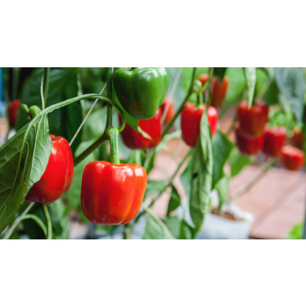 W1135 CALIFORNIA WONDER ČERVENÁ SLADKÁ SALÁTOVÁ PAPRIKA 0,5G