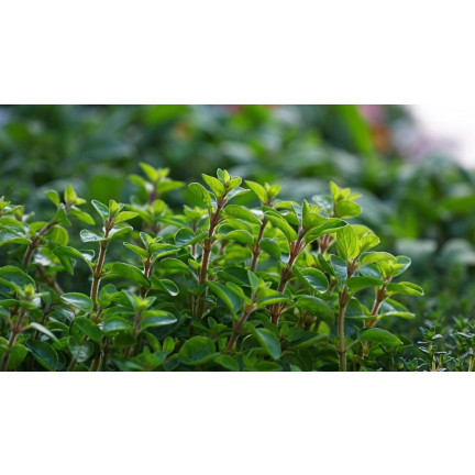 Z3018 SEMÍNKA MAJORÁNKY AROMATICKÁ PŘÍLOHA 1G