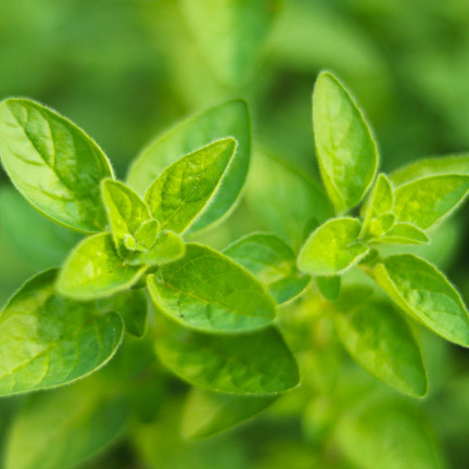 Z3026 OREGANO OREGANO TRVALKA SEMENA AROMATICKÁ TRVALKA DO KAŽDÉ KUCHYNĚ 0,5G