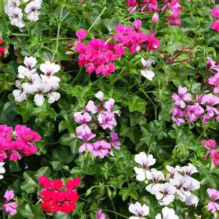 Závěsná pelargonie Speedy Mix, hybridy Pelargonium peltatum F2, semena (10 ks)