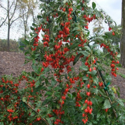 R2123 GOJI BERRIES mrazuvzdorné šarlatové zdravé plody trnka
