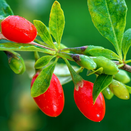 R2123 GOJI BERRIES mrazuvzdorné šarlatové zdravé plody trnka