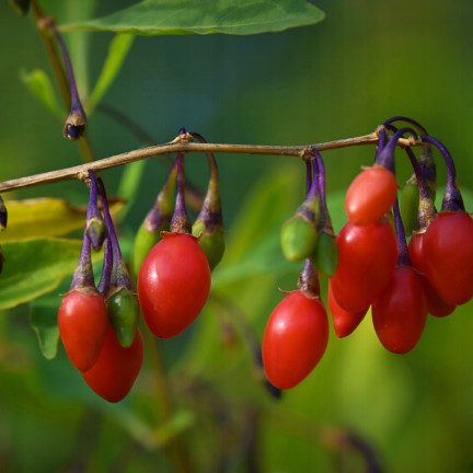 R2123 GOJI BERRIES mrazuvzdorné šarlatové zdravé plody trnka