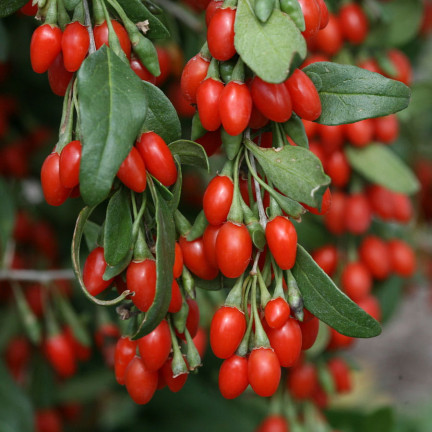 R2123 GOJI BERRIES mrazuvzdorné šarlatové zdravé plody trnka
