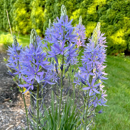 Kamasja, Camassia esculenta (quamash), cibulky, velikost 5/6, 50 ks.