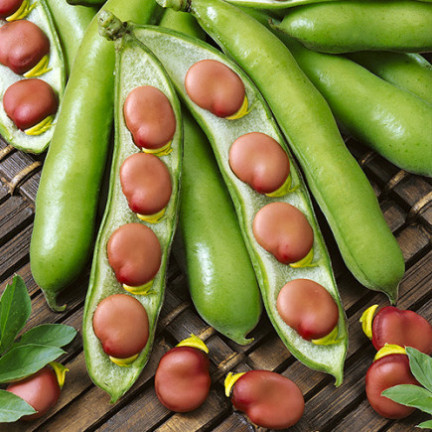 W1007 BOTH Vicia faba L. var. major karmínově červená plodná chutná raná 30G