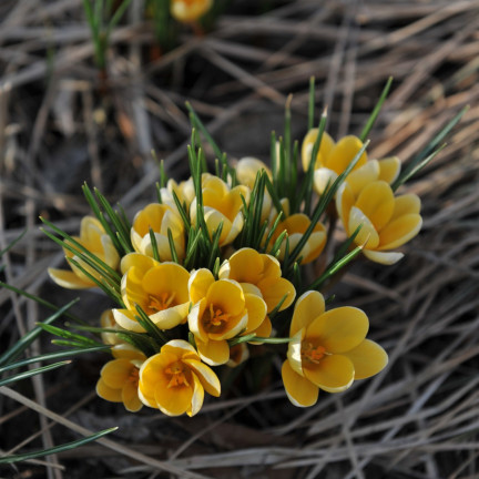 Krokus Romance Chrysanthus, cibulky květin, cibulky krokusů, velikost 5/7, 50 ks.