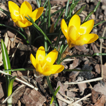 Krokus Romance Chrysanthus, cibulky květin, cibulky krokusů, velikost 5/7, 50 ks.